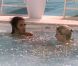 Pour Thomas et Nadège, rien de tel qu'un petit bain de minuit (Secret Story 6 - vendredi 27 juillet 2012)