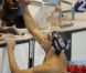 Michael Phelps est devenu l'ahtlète le plus titré des Jeux olympiques le 31 juillet 2012 à Londres avec 19 médailles dont 15 d'or après sa victoire obtenue avec le relais 4x200 m