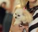 PHOTOS : Paris Hilton, entre chien et zèbre, mais tellement belle !