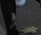Les chaussures de Lily Allen