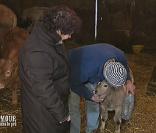 Norbert présente son veau à Guilaine... Bientôt Guilaine présentera ses enfants à Norbert.  