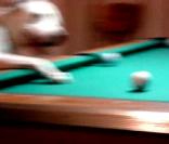 Halo est un bull-terrier. Il joue pourtant au billard comme si de rien n'était !
