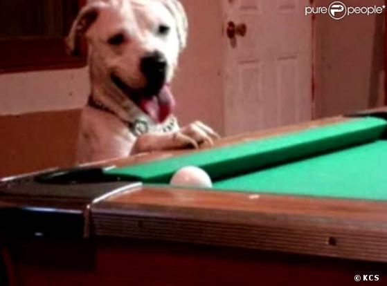 Halo est un bull-terrier. Il joue pourtant au billard comme si de rien n'était !