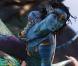 Un making of d' Avatar  qui nous présente le personnage de Neytiri, incarnée par Zoe Saldana.