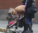 Cate Blanchett se promène avec son bout d'chou Ignatius dans New York. 2/11/09