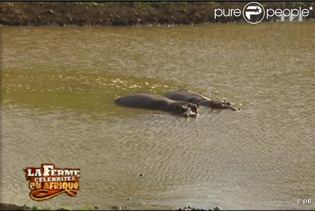 Les hippopotames se cachent dans l'eau 