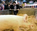 Martine Aubry au Salon de l\'Agriculture