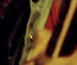 Bob Marley