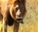 De superbes animaux en pleine liberté dans Pékin Express : la route des grands fauves