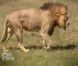 De superbes animaux en pleine liberté dans Pékin Express : la route des grands fauves