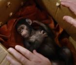 Nouvelle bande de La Planète des singes : les origines