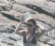 Carla et Nicolas Sarkozy en vacances : Carlita enceinte, dévoile son bikini !