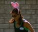 Kate Walsh : En playmate rose, elle s'amuse comme une folle