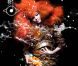 Björk shootée par Inez et Vinoodh, graphisme de M/M, pour l'album  Biophilia , en 2011..
