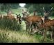 Metronomy s'éloigne du rivage et rencontre les daims dans le clip de  Everything goes my way , réalisé par Alexander Orlando Smith, extrait de  The English Riviera .