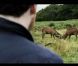 Metronomy s'éloigne du rivage et rencontre les daims dans le clip de  Everything goes my way , réalisé par Alexander Orlando Smith, extrait de  The English Riviera .