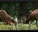 Metronomy s'éloigne du rivage et rencontre les daims dans le clip de  Everything goes my way , réalisé par Alexander Orlando Smith, extrait de  The English Riviera .