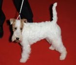 Et voilà Milou !