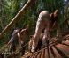 Epreuve de confort dans Koh Lanta Raja Ampat le vendredi 28 octobre 2011 sur TF1