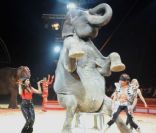 Mia Frye et un éléphant au cirque Pinder lors de la soirée 