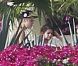 Justin Bieber, torse nu au soleil avec Selena Gomez, déclenche une polémique