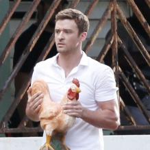 Justin Timberlake et son coq sur le tournage de Runner, Runner, à Puerto Rico le 25 juin 2012