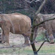 Baby et Nepal au zoo de Lyon, le 19 décembre 2012.
