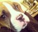 Le nouveau chien de Khloe Kardashian. Mars 2013.