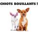 La bande-annonce du "Chihuahua de Beverly Hills"