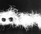 Ploom la chenille