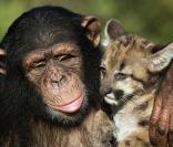 Ce singe s'occupe de ce bébé léopard comme de son propre petit...