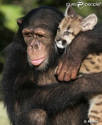 Ce singe s'occupe de ce bébé léopard comme de son propre petit...