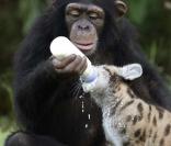 Ce singe s'occupe de ce bébé léopard comme de son propre petit...