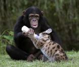 Ce singe s'occupe de ce bébé léopard comme de son propre petit...