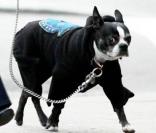 Famke Janssen fait du shopping avec son chien Licorice à New York le 17 octobre 2009