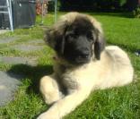 Exemple d'un chien Leonberg