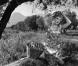 Image du film La Fille du puisatier de Marcel Pagnol