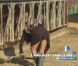 Nina travaille à la ferme dans la bande-annonce de L'amour est dans le pré 6 diffusée le lundi 22 août 2011 à 20h45 sur M6