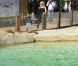 Gwen Stefani se balade au zoo avec ses fils, Kingston et Zuma. Londres, 28 septembre 2011