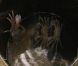 Des crabes dans Koh Lanta, vendredi 30 septembre 2011 sur TF1