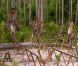 De sacrées épreuves dans Koh Lanta - Raja Ampat le vendredi 18 novembre 2011 sur TF1