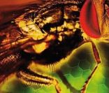 L'affiche du film La Malédiction de la mouche 