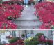 Les 10 000 roses que ses fans ont posé devant la tombe de Michael Jackson