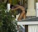  Rihanna en vacances dans une villa à la Barbade, le 19 decembre 2012 
  
