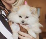 Paris Hilton et ses chiens 