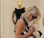Paris Hilton et ses chiens 