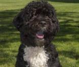 Bo, le chien de Barack Obama, très fier de poser devant la Niche Blanche ! 