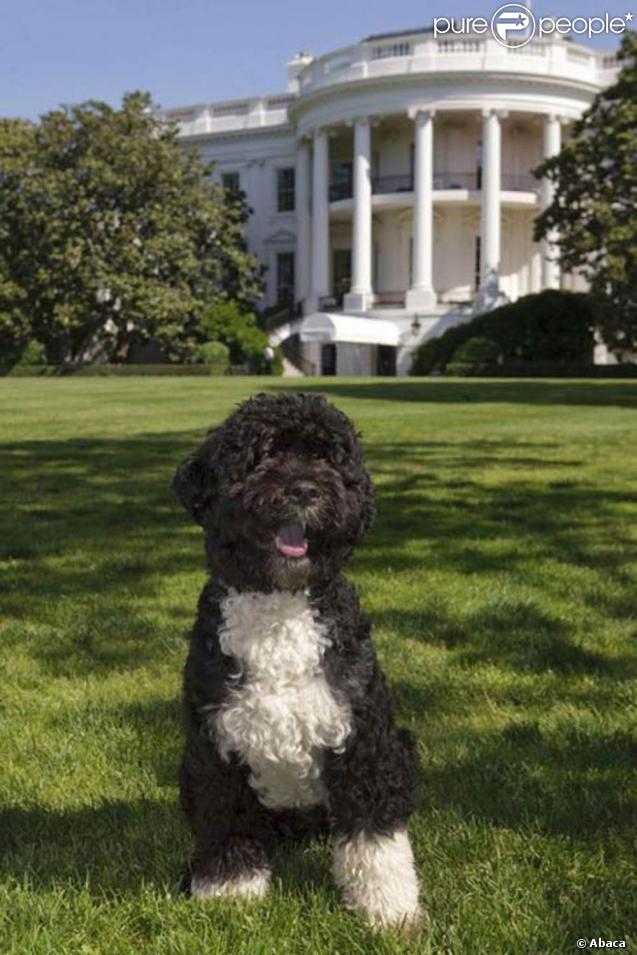 Bo, le chien de Barack Obama, très fier de poser devant la Niche Blanche ! 