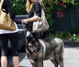 Sarah Michelle Gellar avec son chien à Beverly Hills (Los Angeles, 19 août 2009)
