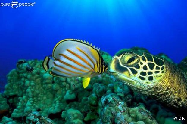 Des images de  Voyage sous les mers 3D  !